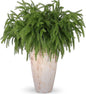 12 Pcs Artificial Norfolk Pine Branches, Norfolk Pine Artificial Pine Stems DIY Crafts Faux Christmas Greenary Norfolk Pine Branches for Xmas Wreath Garland Home Decor (12)