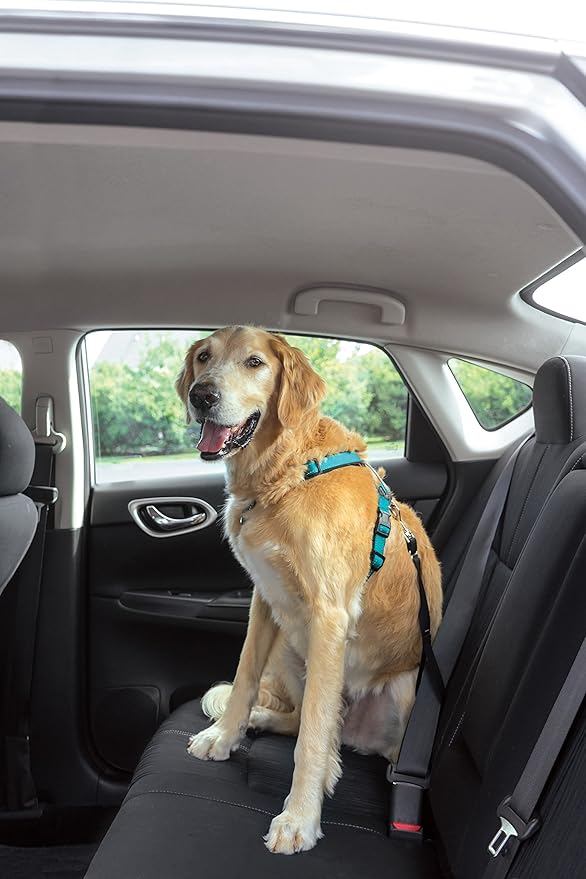 PetSafe 3 in 1 Dog Harness - No Pull Solution for Dogs - Reflective Dog Harness - Front D-Ring Clip Helps Stop Pulling - Comfortable Padded Straps - Top Handle Enhances Control - Teal - Large-Mewly Pet