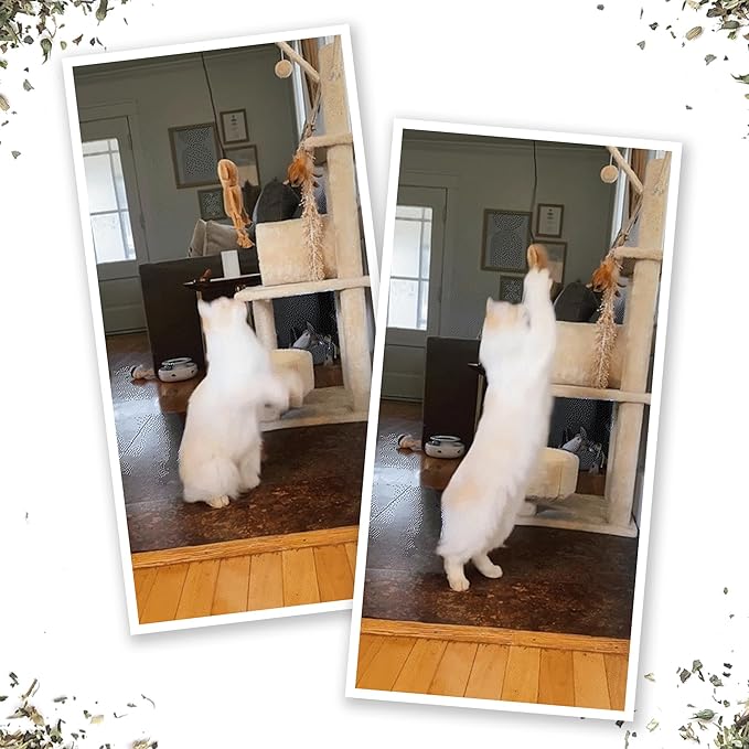 Meowijuana Jump 'n' Jamb Door Hanging Cat Toy Bundle | Funky Monkey + Happy Grass Blend | Refillable Interactive Catnip Toy | Promotes Play and Cat Health | Potent Catnip Grown in North America-Mewly Pet