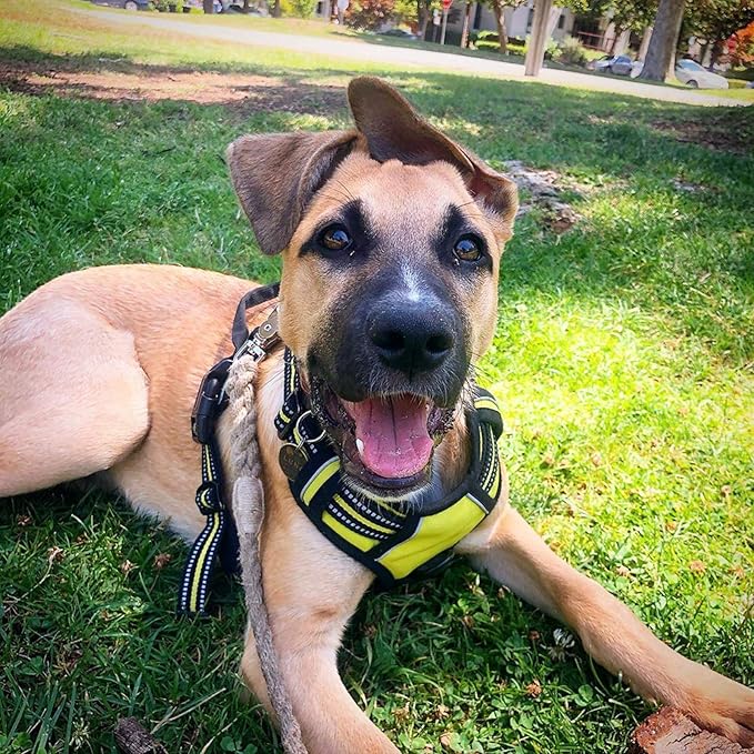 rabbitgoo Dog Harness No Pull with 2 Leash Clips, Adjustable Soft Padded, Reflective Oxford No Choke Pet Vest with Easy Control Handle for Medium Sized Dogs, Green, M-Mewly Pet