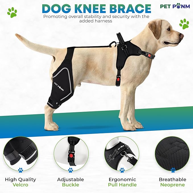 Comfortable Dog Knee Brace for Both Hind Legs with Harness - for ACL Tear, Luxating Patellae, Osteoarthritis & Instability - for Recovery & Injury Prevention in Active/Aging Dogs - (Medium)-Mewly Pet