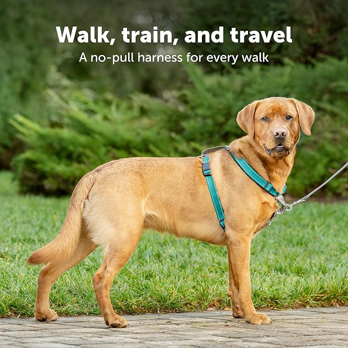 PetSafe 3 in 1 Dog Harness - No Pull Solution for Dogs - Reflective Dog Harness - Front D-Ring Clip Helps Stop Pulling - Comfortable Padded Straps - Top Handle Enhances Control - Plum - Medium-Mewly Pet