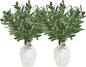 10 PCS 18 Inch Olive Tree Branches Greenery Stems Artificial Plants Faux Olive Branch for Vase Realistic Green Stem Home Decor Indoor