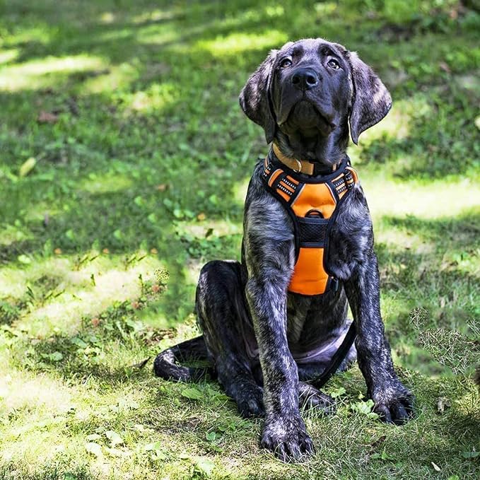 rabbitgoo Dog Harness No Pull with 2 Leash Clips, Adjustable Soft Padded, Reflective Oxford No Choke Pet Vest with Easy Control Handle for Medium Sized Dogs,Orange, M-Mewly Pet
