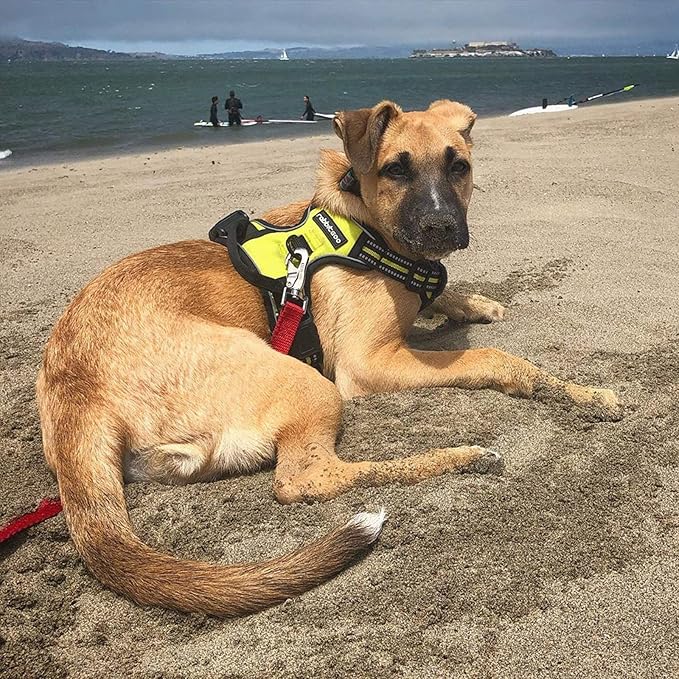 rabbitgoo Dog Harness No Pull with 2 Leash Clips, Adjustable Soft Padded, Reflective Oxford No Choke Pet Vest with Easy Control Handle for Small Dogs, Wild Lime,S-Mewly Pet