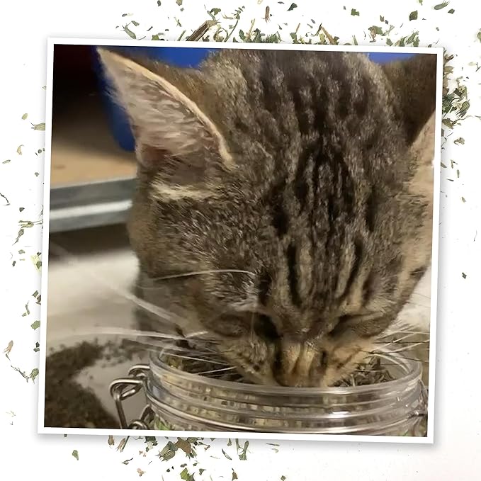 Meowijuana Catnibas Catnip Pawty Mix with Lemongrass Jar | Value Bulk Jar | Premium High Potency Catnip | Premium Hand Harvested North American Catnip | 60g-Mewly Pet