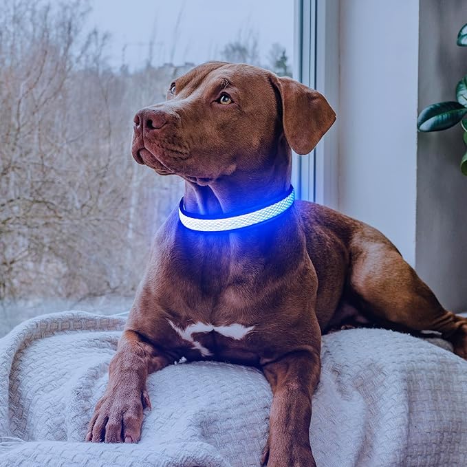 Flashseen LED Dog Collar, Light Up Dog Collar USB Rechargeable, Brightest Dog Lights for Night Walking, Adjustable Dog Collar Light for Dog Safety (Large, Royal Blue)-Mewly Pet