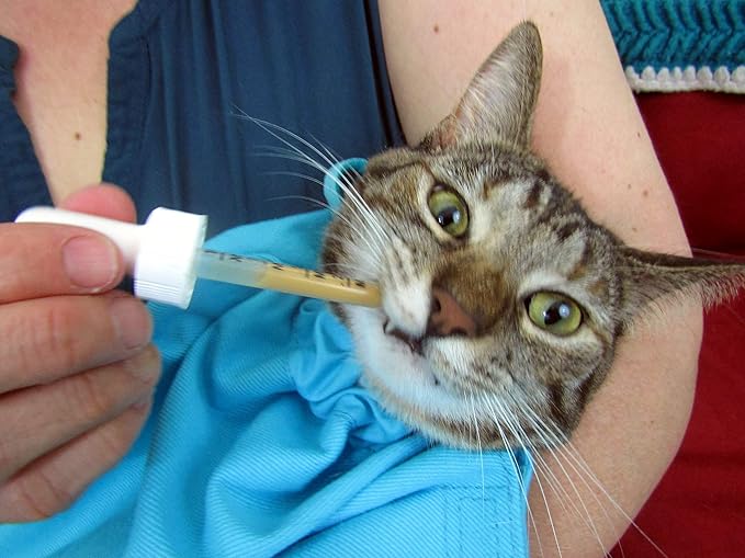 Cozy Comfort Carrier - Large Green Cat Carrier, Cat Holder for Cutting Nails, & Cat Carrier Pouch for Vet Visits, Medication Administration, Dental Care, & Travel-Mewly Pet