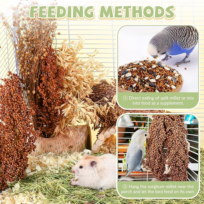 Fhiny Millet Spray for Birds, 6 PCS Natural Sun-Dried Red Sorghum Grain for Birds Seed Original Parrot Treats & Supplement Parakeet Food for Cockatiels Lovebirds Finches Budgies Pigeons Hamsters-Mewly Pet