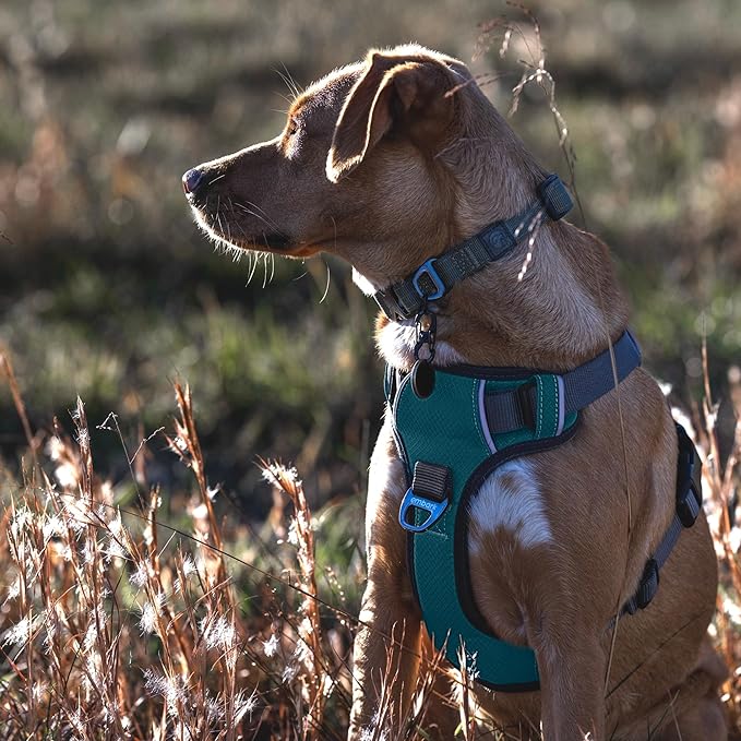 Embark Adventure Dog Harness, Easy On and Off with Front and Back Leash Attachment Points & Control Handle - No Pull Training, Size Adjustable and No Choke (Small - Teal Blue)-Mewly Pet