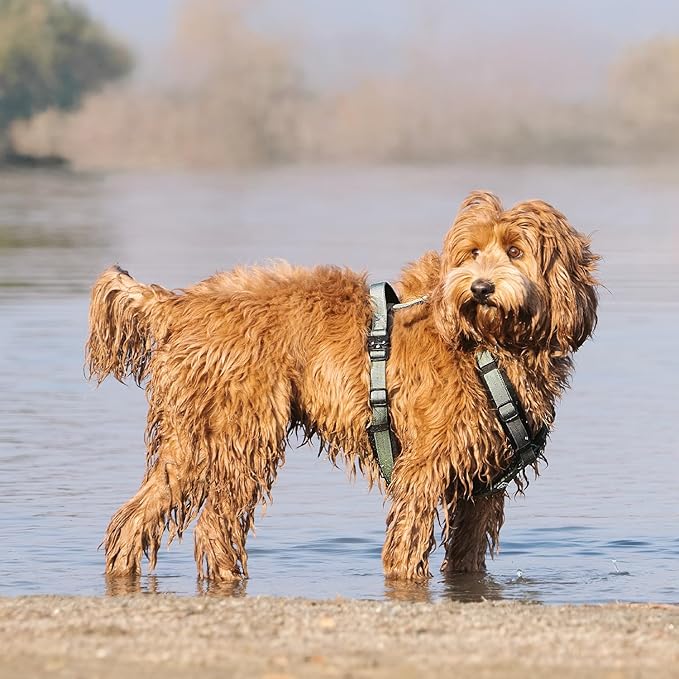 CLEPAWS Dog Harness for Large Dogs, No Pull Dog Harness Easy Walk with Metal Hardware, Ergonomic Y-Shaped Design, Soft Padding, Padded Handle, Durable High-Tensile Nylon (Seabreeze, L)-Mewly Pet