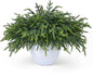 100 Pcs Christmas Greenery Pines Branch Pine Branches Artificial Green Pine Stem - Real Touch for Vase DIY Crafts Flower Arrangement Home Indoor Christmas Decor(18 Inch)
