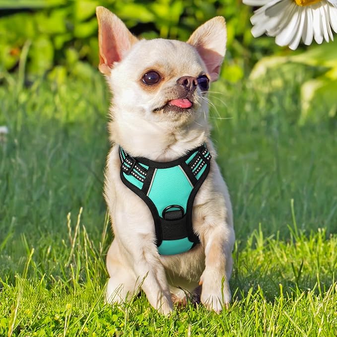 rabbitgoo Dog Harness No Pull with 2 Leash Clips, Adjustable Soft Padded, Reflective Oxford No Choke Pet Vest with Easy Control Handle for Puppy, Turquoise, XS-Mewly Pet