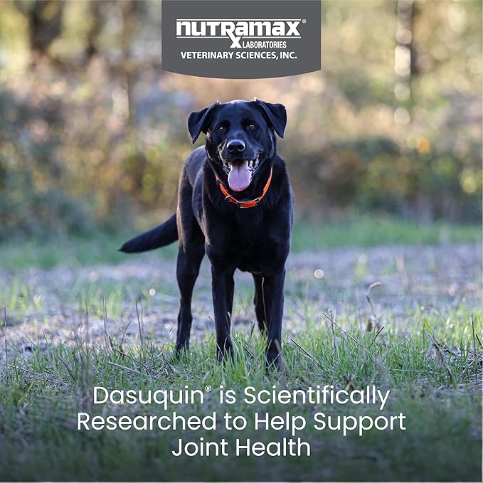 Nutramax Laboratories Dasuquin Joint Health Supplement for Large Dogs - With Glucosamine, Chondroitin, ASU, Boswellia Serrata Extract, and Green Tea Extract, 84 Soft Chews, DASL84SC-Mewly Pet