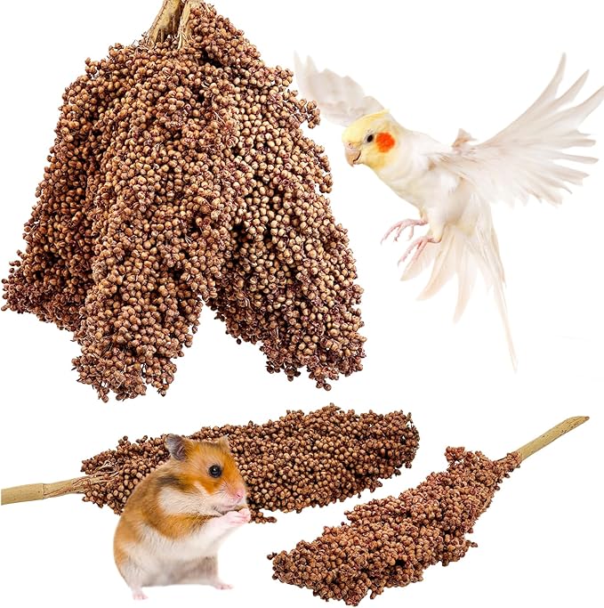 Fhiny Millet Spray for Birds, 6 PCS Natural Sun-Dried Red Sorghum Grain for Birds Seed Original Parrot Treats & Supplement Parakeet Food for Cockatiels Lovebirds Finches Budgies Pigeons Hamsters-Mewly Pet