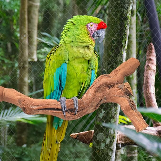 6-Piece Premium Bird Perch Stand with Natural Grape Wood Branch, Paw Grinding Fork, Chewing Stick, Cage Accessories for Parakeets, Budgies, Cockatiels, Finches, Lovebirds-Mewly Pet