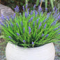Fake Outdoor Plants Artificial Monkey Grass 12 Bundles Purple Faux Flowers for Outdoors Plastic Plant Outside Porch Patio Yard Planters Window Box Decor (12 Bundles Purple Monkey Grasses)