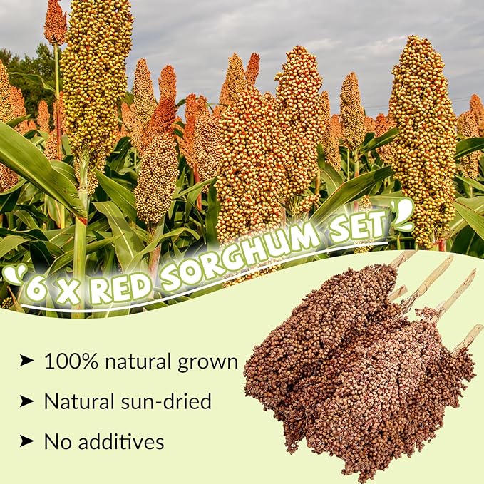 Fhiny Millet Spray for Birds, 6 PCS Natural Sun-Dried Red Sorghum Grain for Birds Seed Original Parrot Treats & Supplement Parakeet Food for Cockatiels Lovebirds Finches Budgies Pigeons Hamsters-Mewly Pet