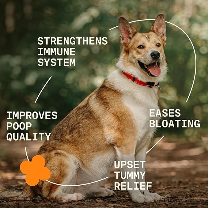 5-in-1 Dog Probiotic Powder – 100% Natural Gut Health Support with Prebiotics, Postbiotics & Enzymes – Crafted by Dog Nutritionist Kayla Kowalski, Made in USA – 30 Scoops-Mewly Pet