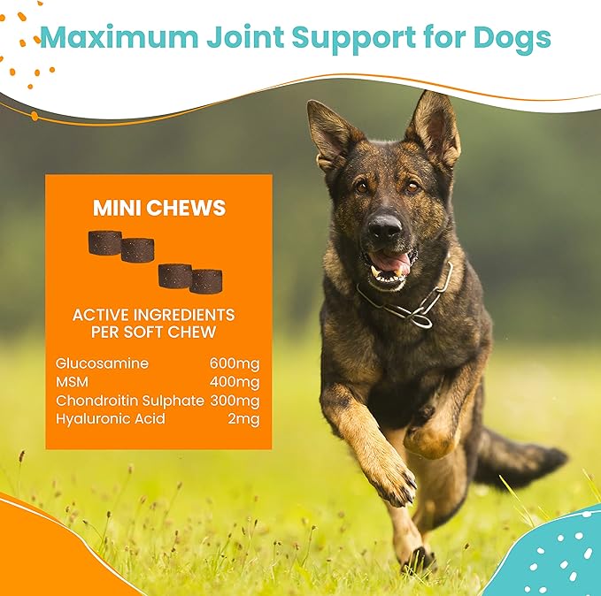 Nootie Glucosamine for Dogs - 250 ct - Hip and Joint Soft Chews Supplement for Dogs - Daily Dog MSM Chondroitin Chews with Turmeric - Joint Care Vitamins for All Breeds and Sizes USA-Mewly Pet