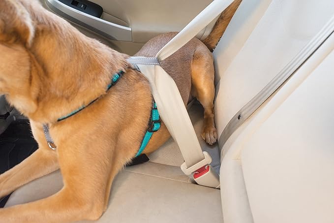 PetSafe 3 in 1 Dog Harness - No Pull Solution for Dogs - Reflective Dog Harness - Front D-Ring Clip Helps Stop Pulling - Comfortable Padded Straps - Top Handle Enhances Control - Teal - Extra Small-Mewly Pet