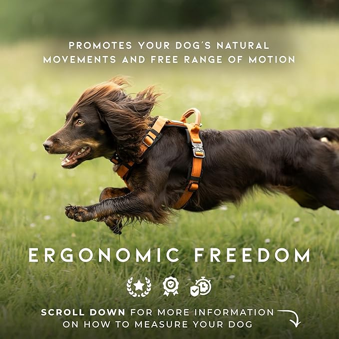 MADE TO ROAM Premium Explorer Harness - Y-Shaped Dog Harness with Adjustable Durable Nylon, Soft Padding, Metal Buckles and Leather Handle for Small, Medium, Large Dogs (Vermont Weekends, Size 6)-Mewly Pet