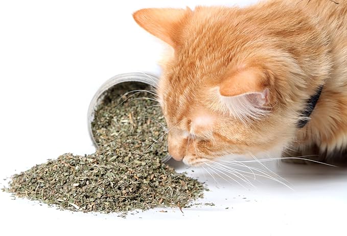 Purple Haze Catnip, Premium Blend Safe for Cats, Infused with Maximum Potency Your Kitty is Sure to Go Crazy for (1 Cup)-Mewly Pet