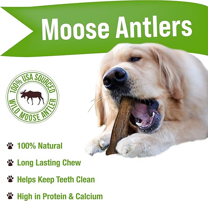 Buck Bone Organics Dog Chews, Moose Antlers for Dogs, Long Lasting Dog Bones for Aggressive Chewers, All Natural, No Preservatives, Wild Shed in The USA (Large)-Mewly Pet