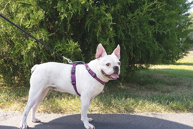 PetSafe 3 in 1 Dog Harness - No Pull Solution for Dogs - Reflective Dog Harness - Front D-Ring Clip Helps Stop Pulling - Comfortable Padded Straps - Top Handle Enhances Control - Plum - Medium-Mewly Pet