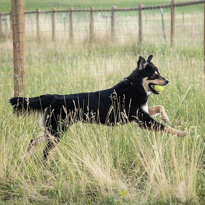 InClover Connectin Hip and Joint Soft Chew Supplement for Dogs, Combines Glucosamine, Chondroitin and Hyaluronic Acid with Herbs, Patented and Clinically Tested to Work in 15 Days, 20 Count-Mewly Pet