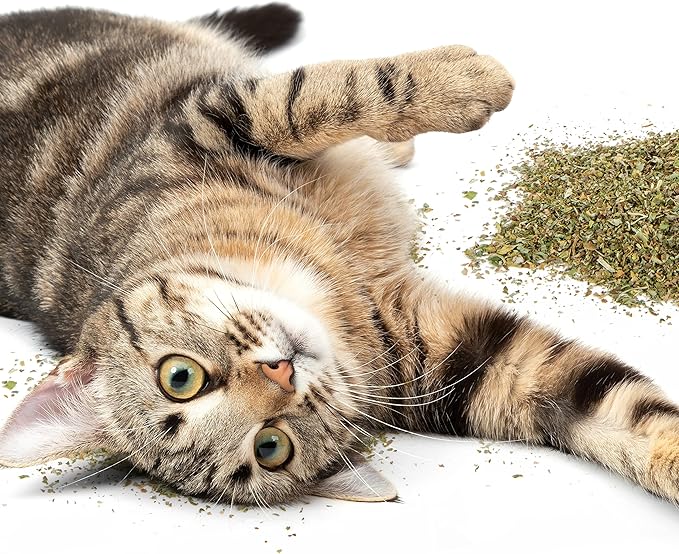 Petlinks Pure Bliss 100% Certified USDA Organic Catnip for Cats & Kittens, Pure & Potent Stimulant/Attractant, Shaker Canister - 2.0 oz-Mewly Pet