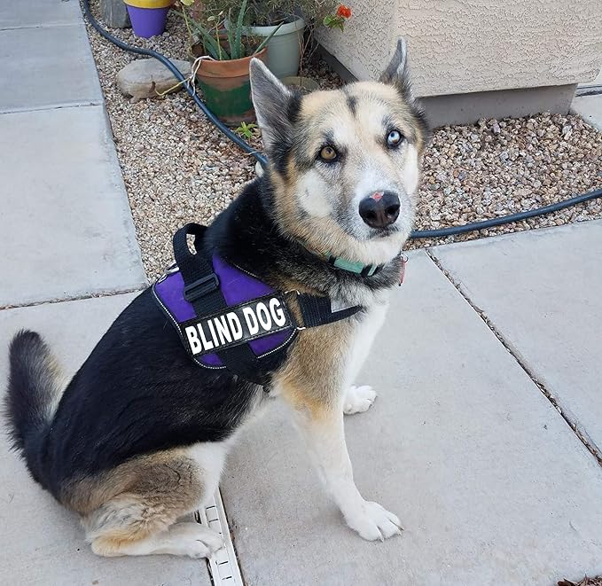 Doggie Stylz Blind Dog Harness No Pull No Escape Dog Vest for Blind Dogs Adjustable Vest with Handle Blind Dog Accessories and Patches for Training and Mobility-Mewly Pet