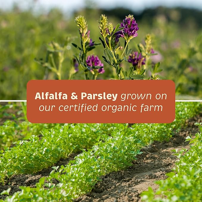 Health + Vitality for Dogs - Pet Supplement for Immune System, Coat, Liver Health & More - Dog Multifunctional Support with Choline, Calcium, Zinc, & Vitamins D and A - 90 Chewable Wafers-Mewly Pet