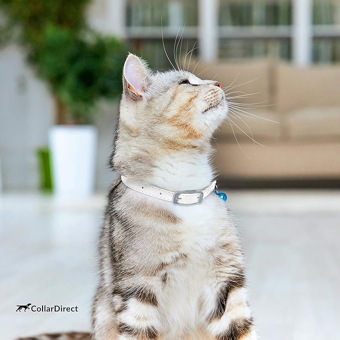 CollarDirect Leather Cat Collar, Cat Safety Collar with Elastic Strap, Kitten Collar with Bell Black Blue Red Orange Lime Green (8-11 Inch, White)-Mewly Pet