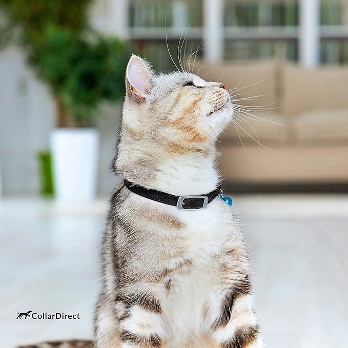 CollarDirect Leather Cat Collar, Kitten Collar with Removable Bell Black Blue Red Orange Lime Green (8-11 Inch, Black)-Mewly Pet