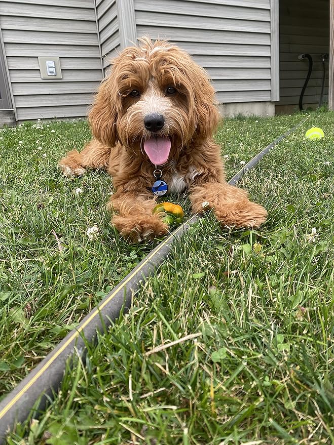 LYP Original Soundless Pet ID Tags | Custom Dog Tags Personalized for Pets | Durable Silicone Deep Engraved Dog Tag | No More Jingling | Blue Bone-Mewly Pet