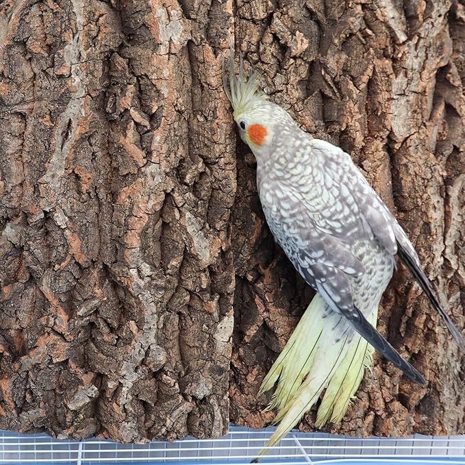 4 Pack Cork Bark Perch for Bird, 11.8 × 7.9 inch Natural Parrot Chewing Toys, Birdcage Background Decor Accessories, Bark Toy for Budgie Parakeet Cockatiel Lovebirds Conures Hamster Guinea Pig Rat-Mewly Pet