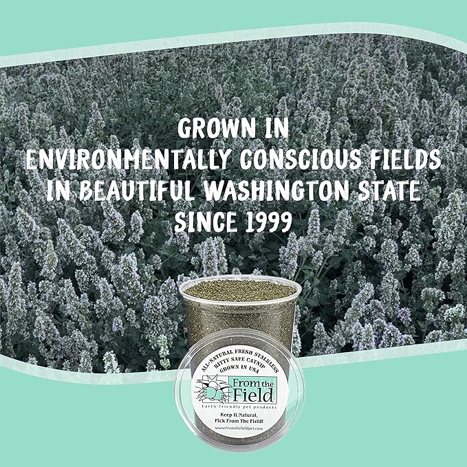 from The Field | Fine Ground Stalkless Catnip | Premium USA-Grown Catnip for Toys & Playtime | Fresh, Potent, Non-Toxic, Eco-Friendly | Safe for Kittens & Cats | Resealable 6 oz Tub-Mewly Pet
