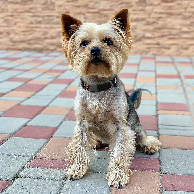 AirTag Dog Collar for Small Medium Large Breed - Adjustable Cute Pattern Dog Collar with Airtag Holder - Soft Leather Tracker GPS Apple Air Tag Pet Collars (X-Small, 9"-12" Neck Fit, Leopard)-Mewly Pet