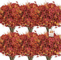 SHareconn 48 Bundles Artificial Fall Flowers for Outdoors Decoration, UV Resistant Silk Eucalyptus Lavender Faux Autumn Fake Plants for Outside Indoor Garden Yard Porch Home Decor, Orange Brown