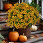 Artificial Fall Flowers for Outdoors Fake Mums - 16 Bundles Faux Plants Outside Greenery Boxwood No Fade Plastic Shrubs Decor Farmhouse Home Garden Thanksgiving (Yellow)