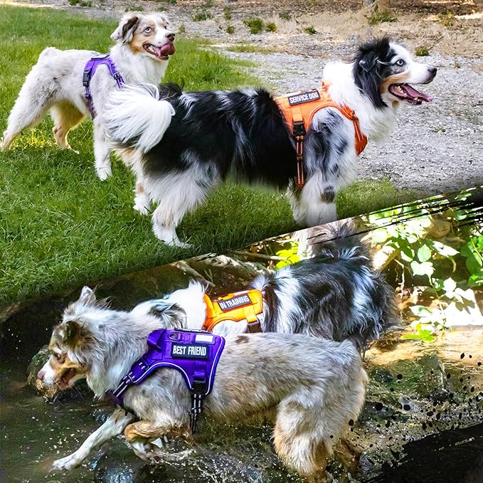 rabbitgoo Tactical Dog Harness for Large Dogs, No Pull Military Service Vest with Handle & Molle, Easy Control for Training Walking, Adjustable Reflective Straps, Purple, XL-Mewly Pet