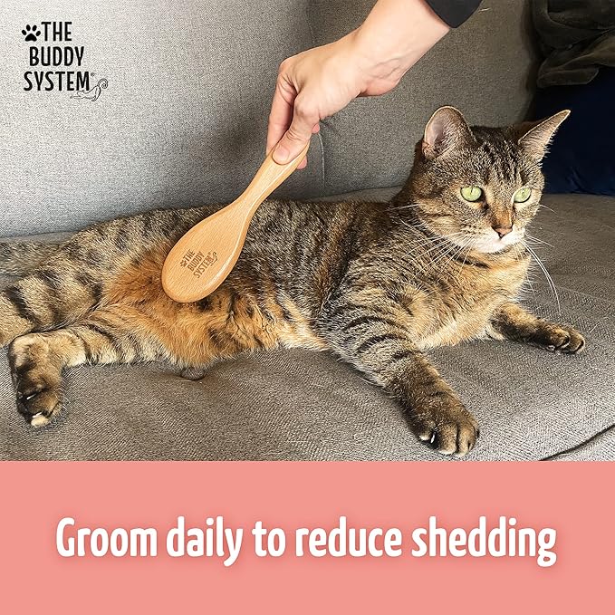 The Buddy System Cat Brush with Boar Bristle and Wooden Handle, Professional Grade Daily Grooming Hairbrush, Reduce Shedding, Soft Hair and Healthy Shine (1 Pack)-Mewly Pet