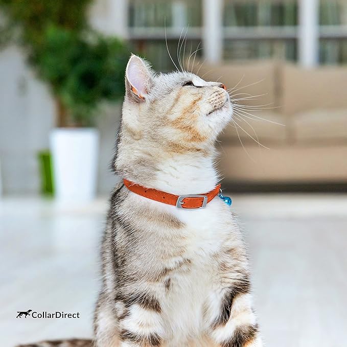 CollarDirect Leather Cat Collar, Cat Safety Collar with Elastic Strap, Kitten Collar for Cat with Bell Black Blue Red Orange Lime Green (Neck Fit 6"-7", Orange)-Mewly Pet