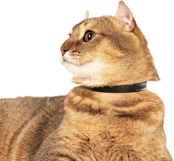 Silicone Cat Collars 2 Pack - Soft, Comfortable, and Lightweight Safety Breakaway Collar with Name Tag Ring for Outdoor Cats and Sensitive Skin Kittens by Nuvuq (6 ⅞" to 10 ¼", Black)-Mewly Pet