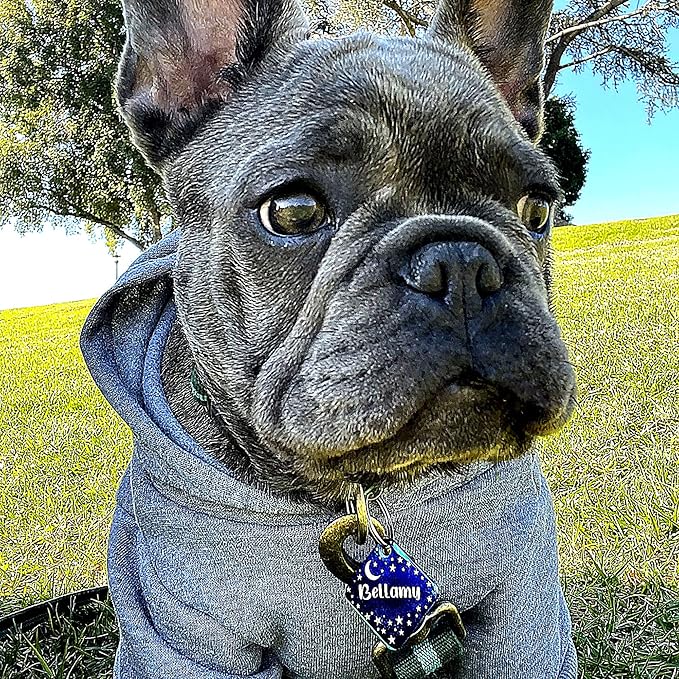 Personalized Dog Tag with 5 Lines of Custom Deep Engraved Durable Stainless Steel Pet ID Name Tag Designer Regular Size Diamond-Mewly Pet