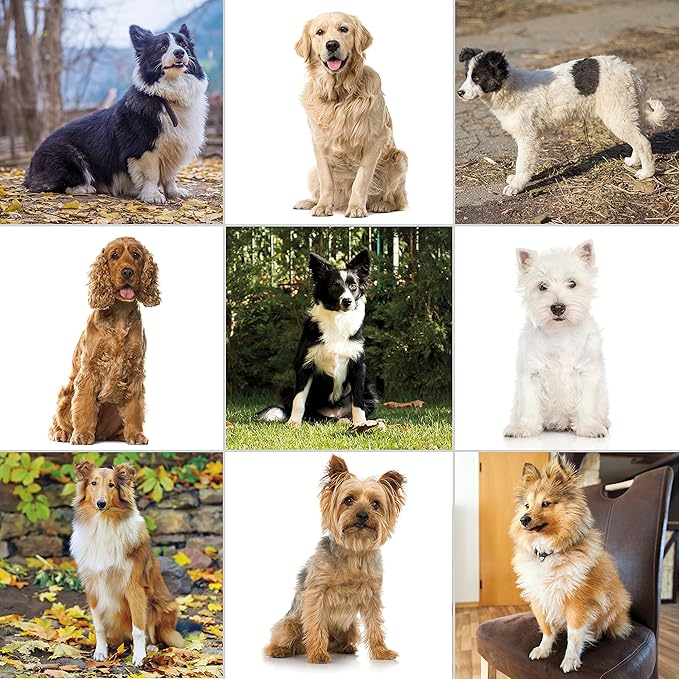 Wahl USA Clipper Pet-Pro Dog Grooming Kit - Electric Corded Dog Clipper for Dogs & Cats with Fine & Medium Coats - Model 9281-210-Mewly Pet